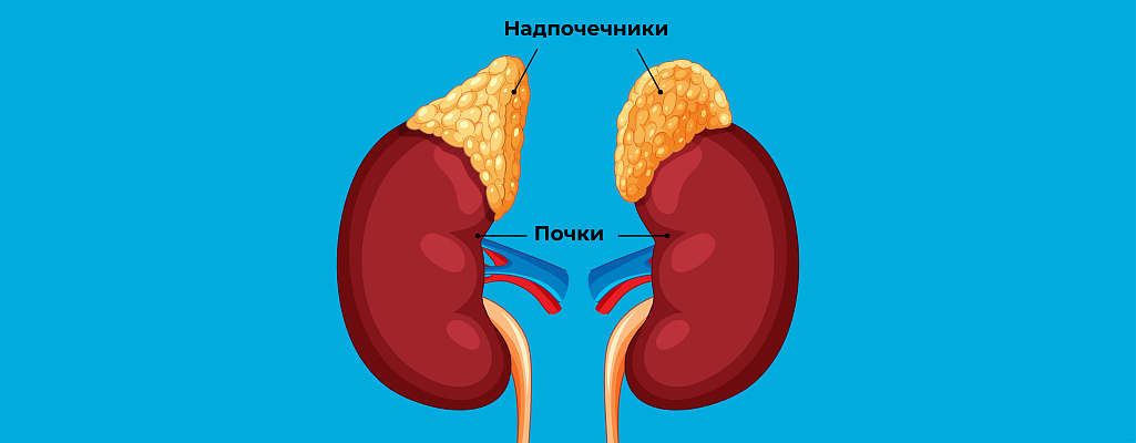 Гормоны надпочечников: полный гайд
