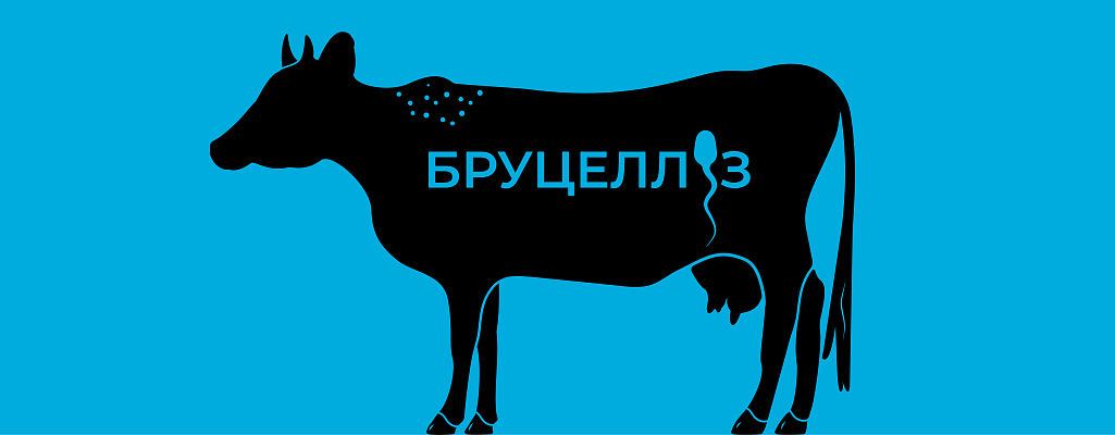 Бруцеллез
