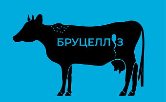 Бруцеллез