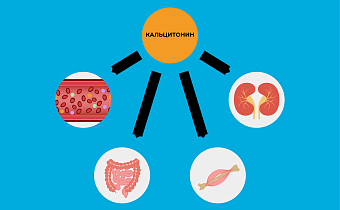 Кальцитонин повышен: причины, симптомы и что это значит у женщин и мужчин