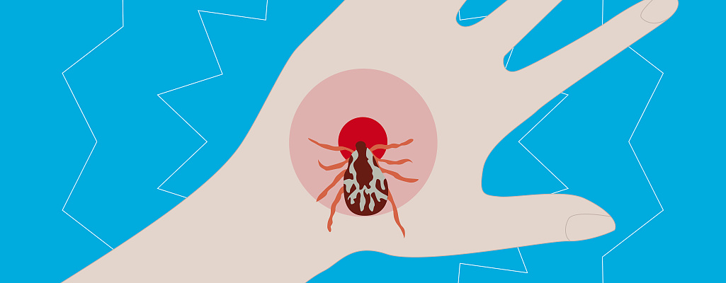 Укус клеща: что делать и как защитить себя