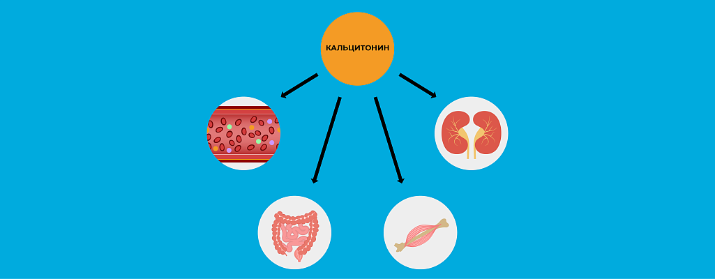 Кальцитонин повышен: причины, симптомы и что это значит у женщин и мужчин